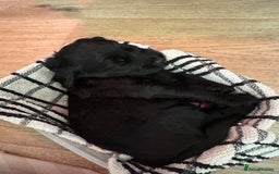 Mixed Breed dogs for sale: ⭐️ beautiful girl looking for her forever home ⭐️ - Image 8