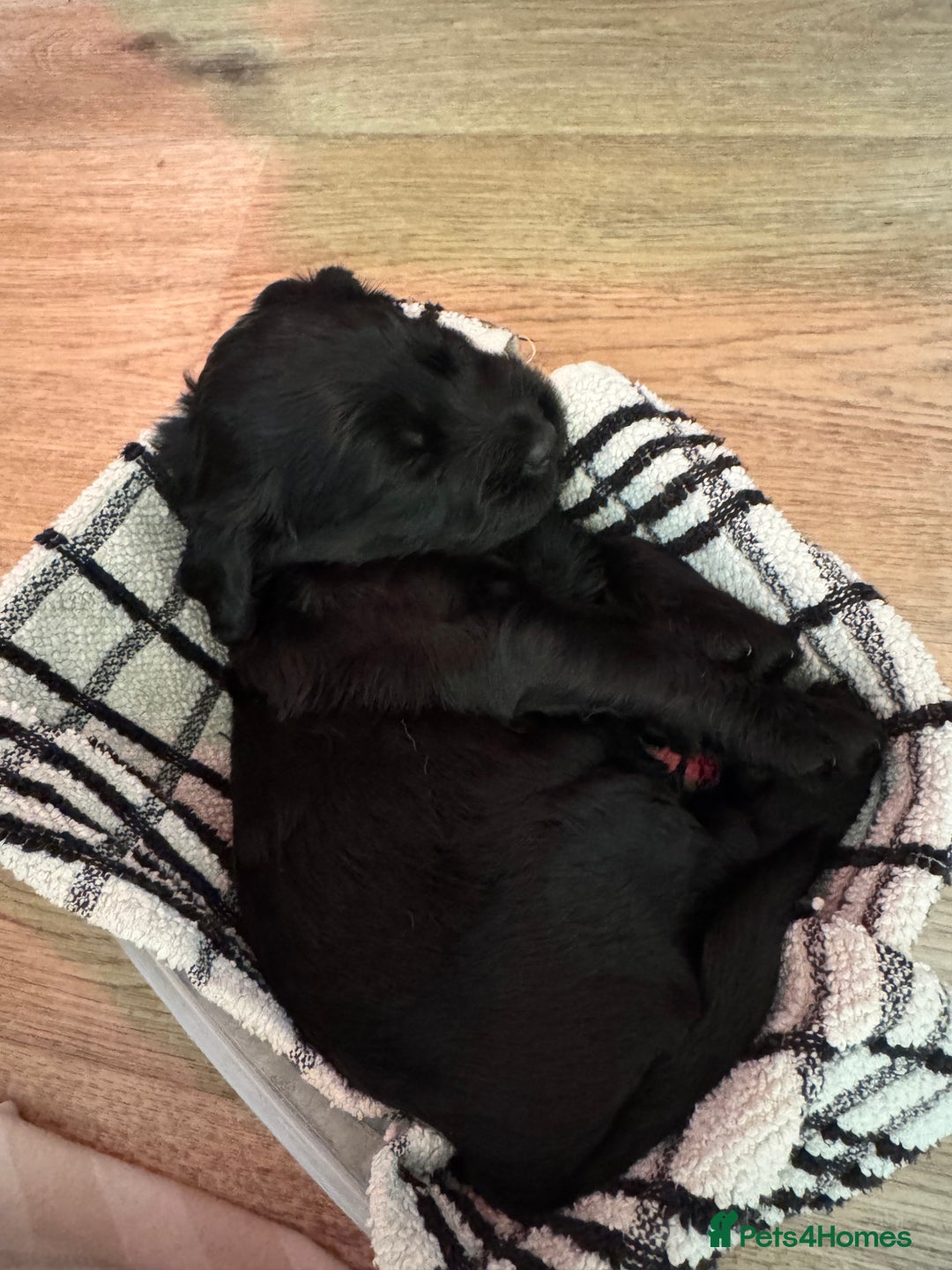 Mixed Breed dogs for sale: ⭐️ beautiful girl looking for her forever home ⭐️ - Image 8