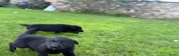 Border Collie dogs for sale: Fabulous Border Collie x Labrador Puppies - Advert 10