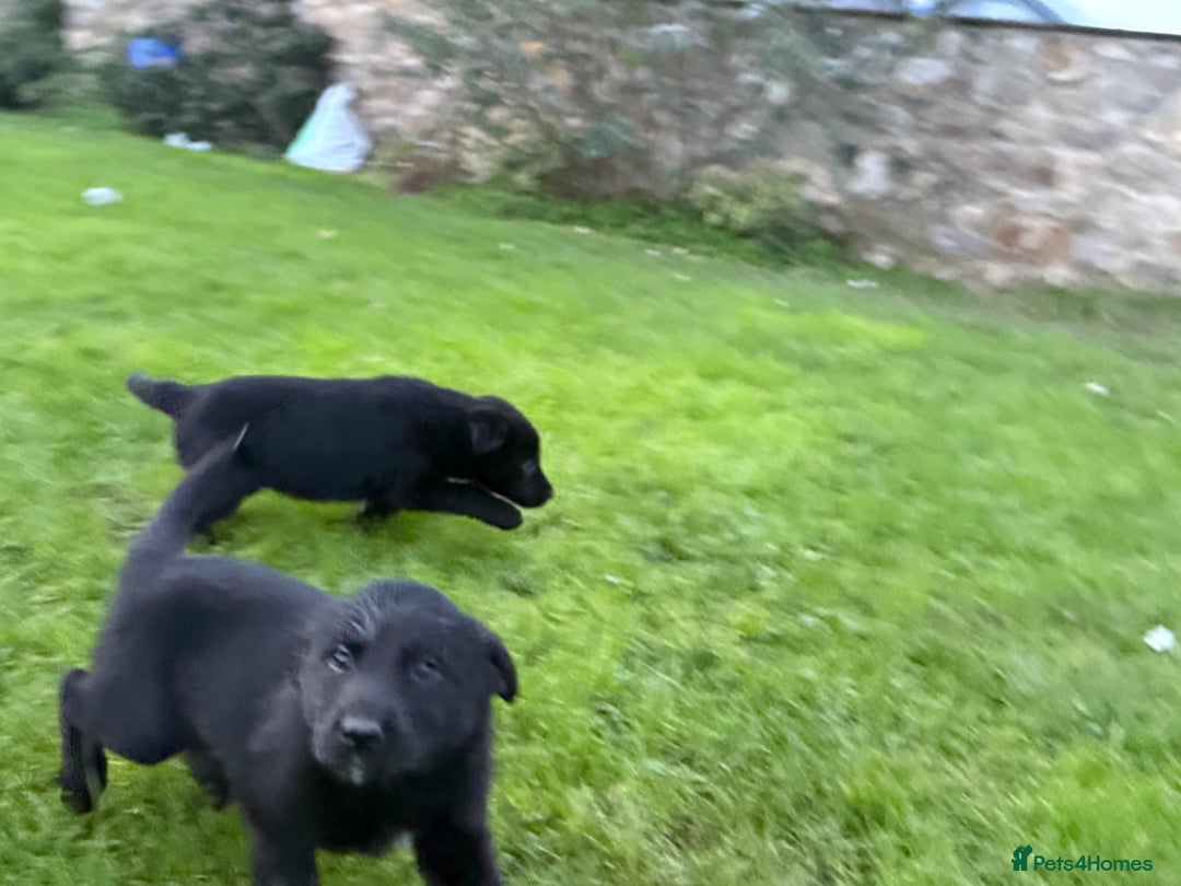 Border Collie dogs for sale: Fabulous Border Collie x Labrador Puppies - Advert 10