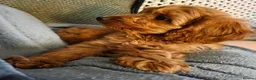 Cockapoo dogs for sale: Beautiful cockerpoo girly in Birmingham - Advert 3