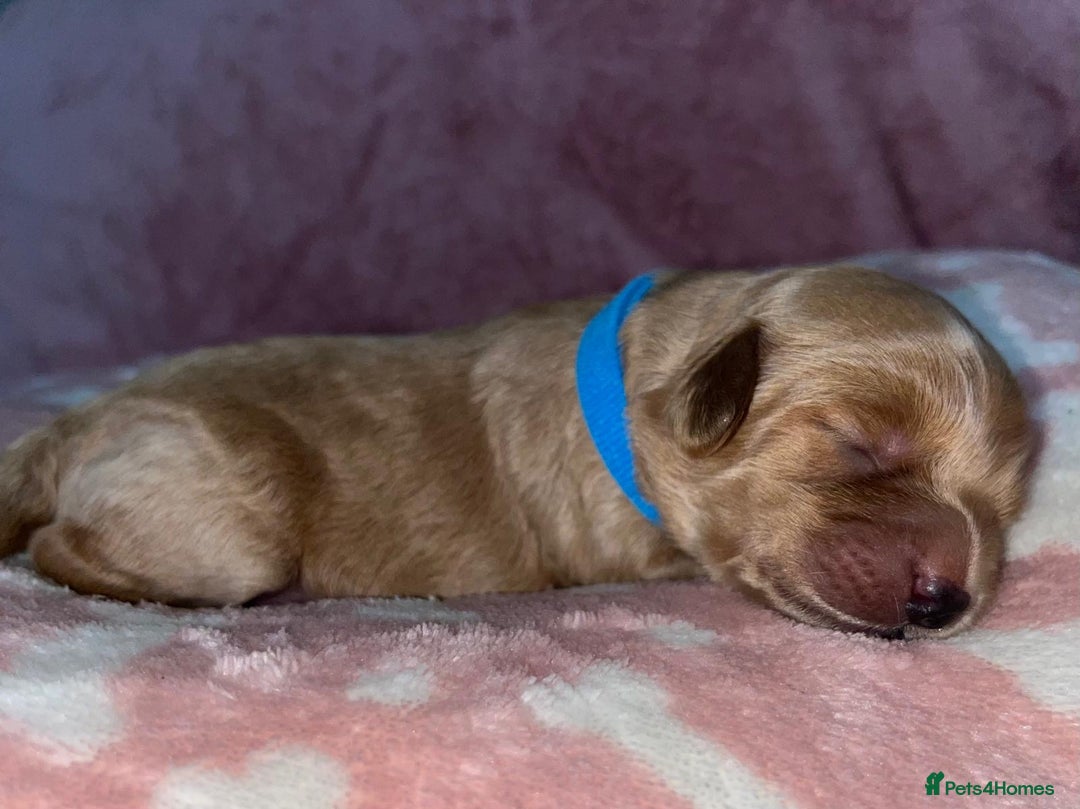 Cockapoo dogs for sale: 🌸3 gorgeous Chunky Cockapoos 🌸 - Image 12