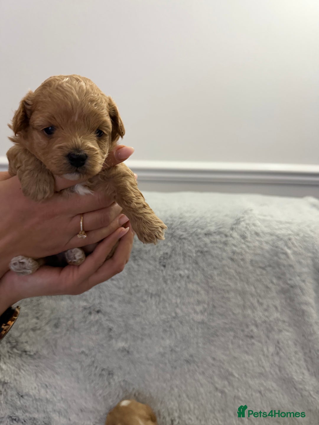 Maltipoo dogs for sale: Beautiful Tiny Maltipoo Tree girls 🐶🐾💝💝💝 - Advert 14