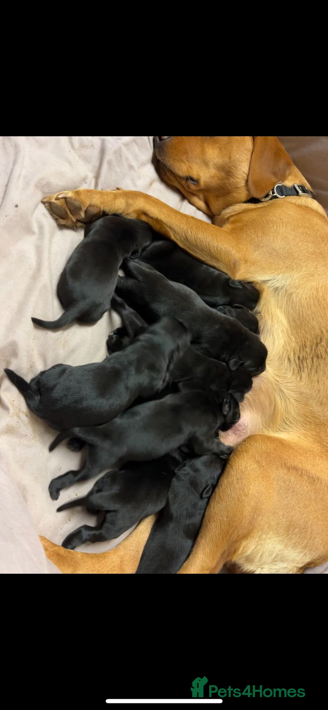 Mixed Breed dogs for sale: Labrador cross puppies - Advert 2