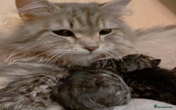 Mixed Breed cats for sale: Super gorgeous Maine coon kittens ready to go now - Image 9
