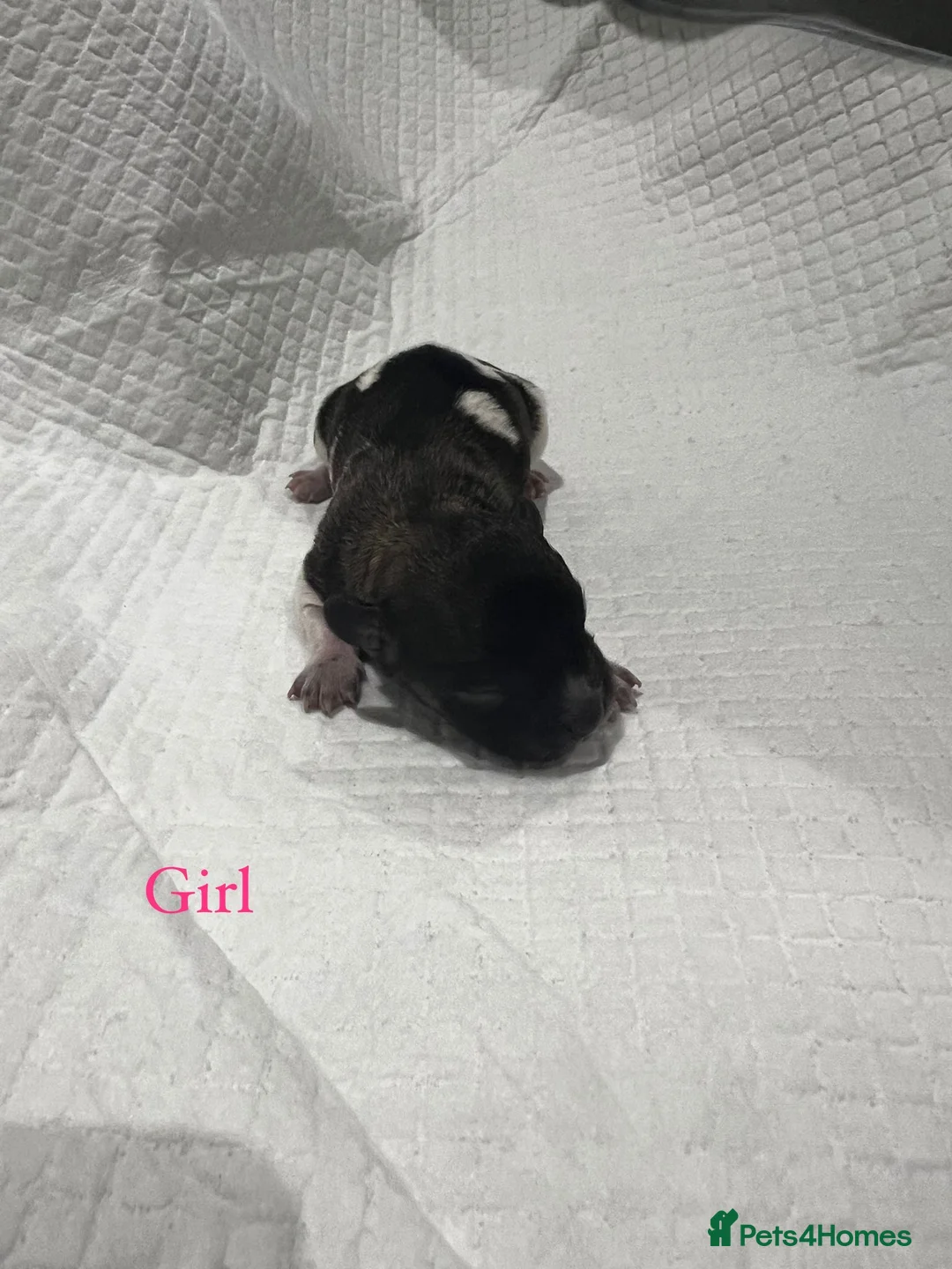 Bichon Frise dogs for sale: Puppies bichon frise - Advert 5