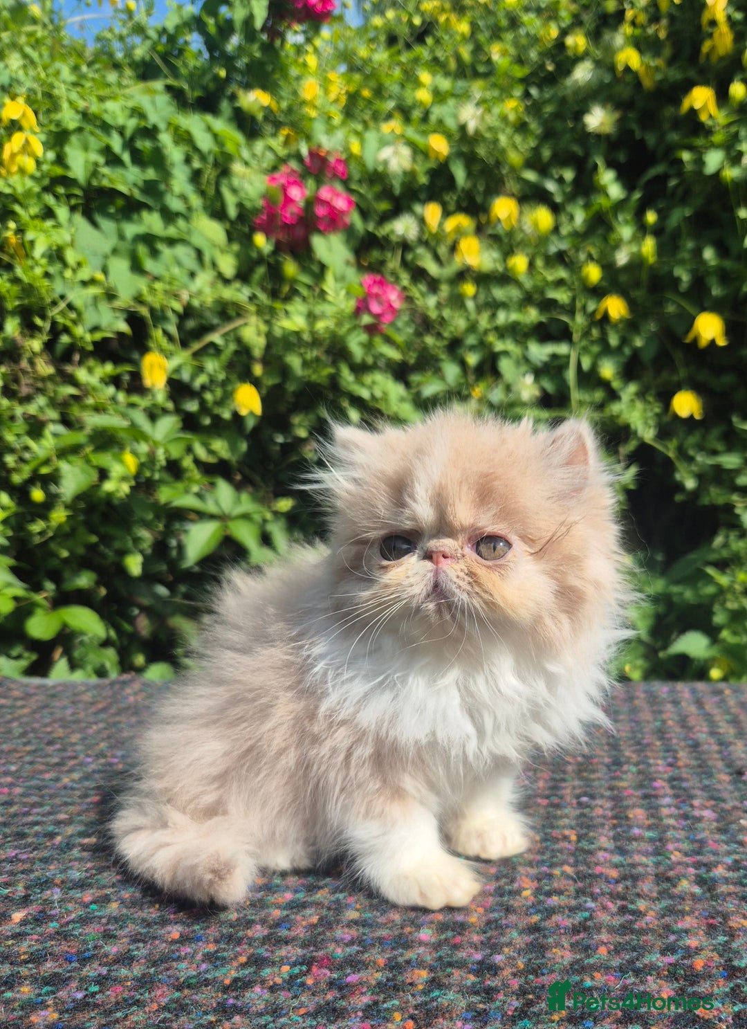 Exotic cats for sale: 🏆Champion sired exotic and Persian kittens 😸 ♥️  - Image 1