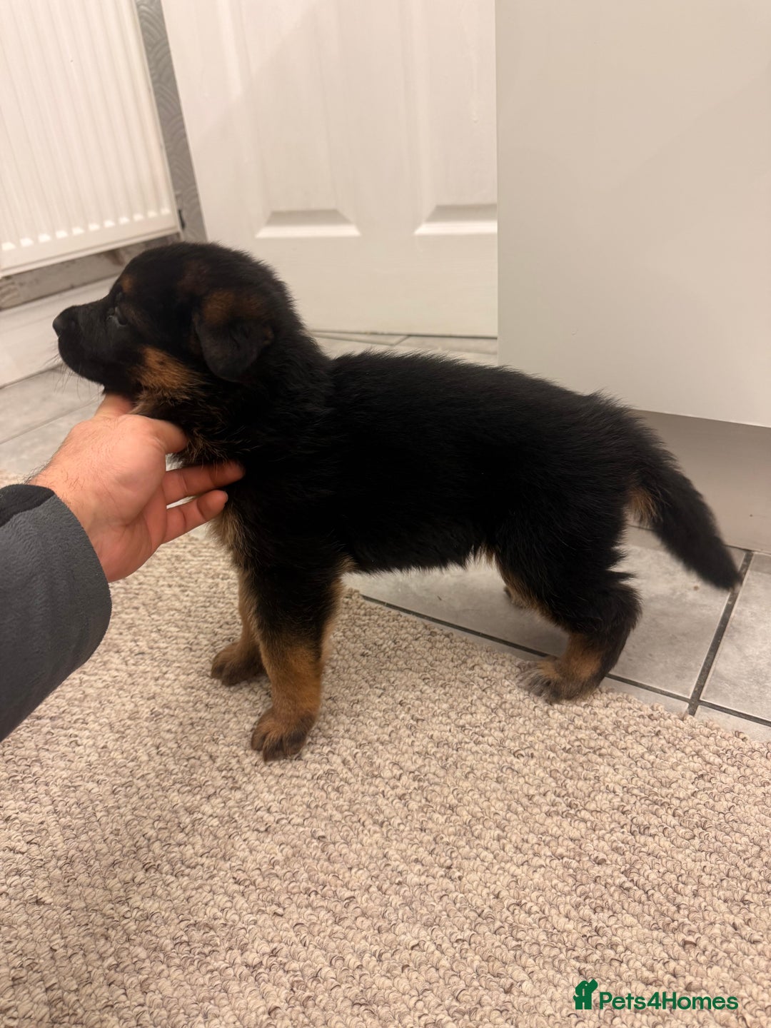 German Shepherd dogs for sale: German shepherd puppys kc pedigreepureblood line p - Advert 7