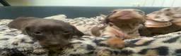 Miniature Dachshund dogs for sale: Funny happy miniature dachshund puppies - Advert 4