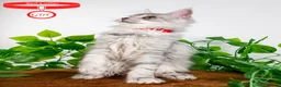 Maine Coon cats for sale: Stunning Maine Coon Kittens Ready - Advert 13