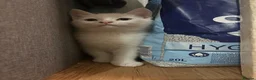 Mixed Breed cats for sale: Two little girls - Advert 5