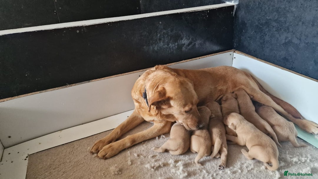 Labrador Retriever dogs for sale: STUNNING GOLDEN/FOX RED KC REG LABRADOR RTL - Image 7