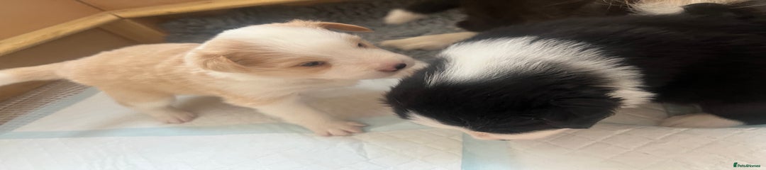 Border Collie Puppy 4