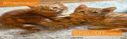 Mixed Breed cats for sale: Beautiful Kittens x4 Mixed colours Aged 11 weeks - Advert 5