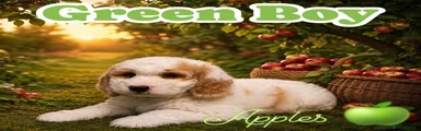 Green Boy Apples