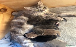 Norwegian Forest Cat cats for sale: norwegian forest cat X kittens   - Image 6