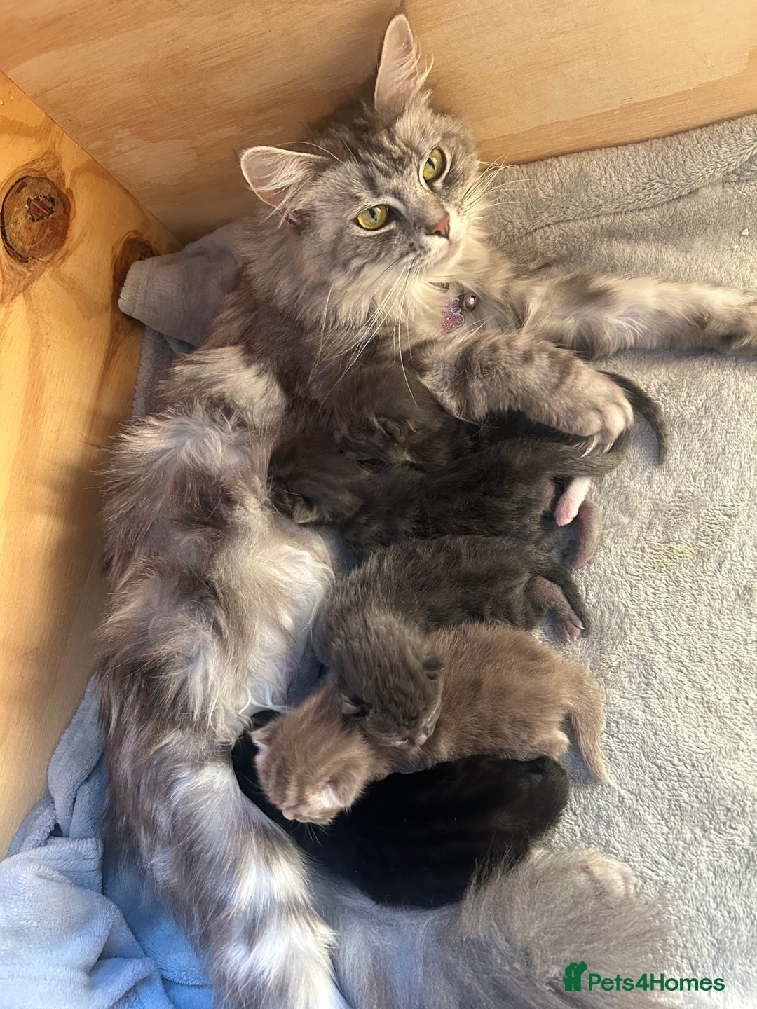 Norwegian Forest Cat cats for sale: norwegian forest cat X kittens   - Image 6