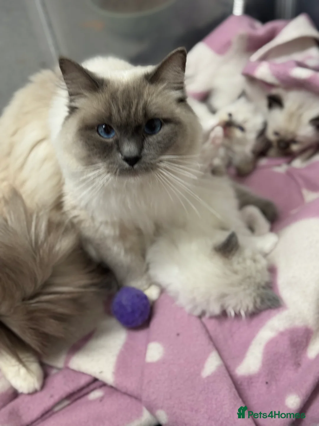 Ragdoll cats for sale: GCCF Ragdoll kittens registered pet Active  - Advert 24