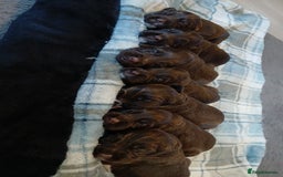 Sprocker dogs for sale: Sprocker puppies  - Image 2