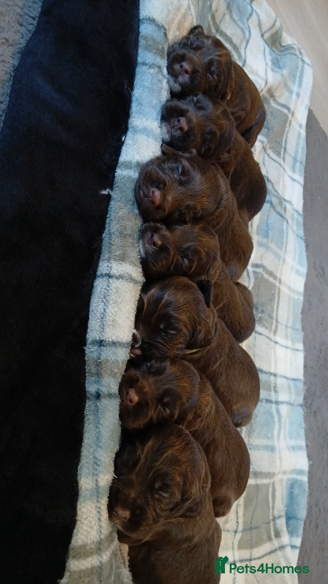 Sprocker dogs for sale: Sprocker puppies  - Image 2
