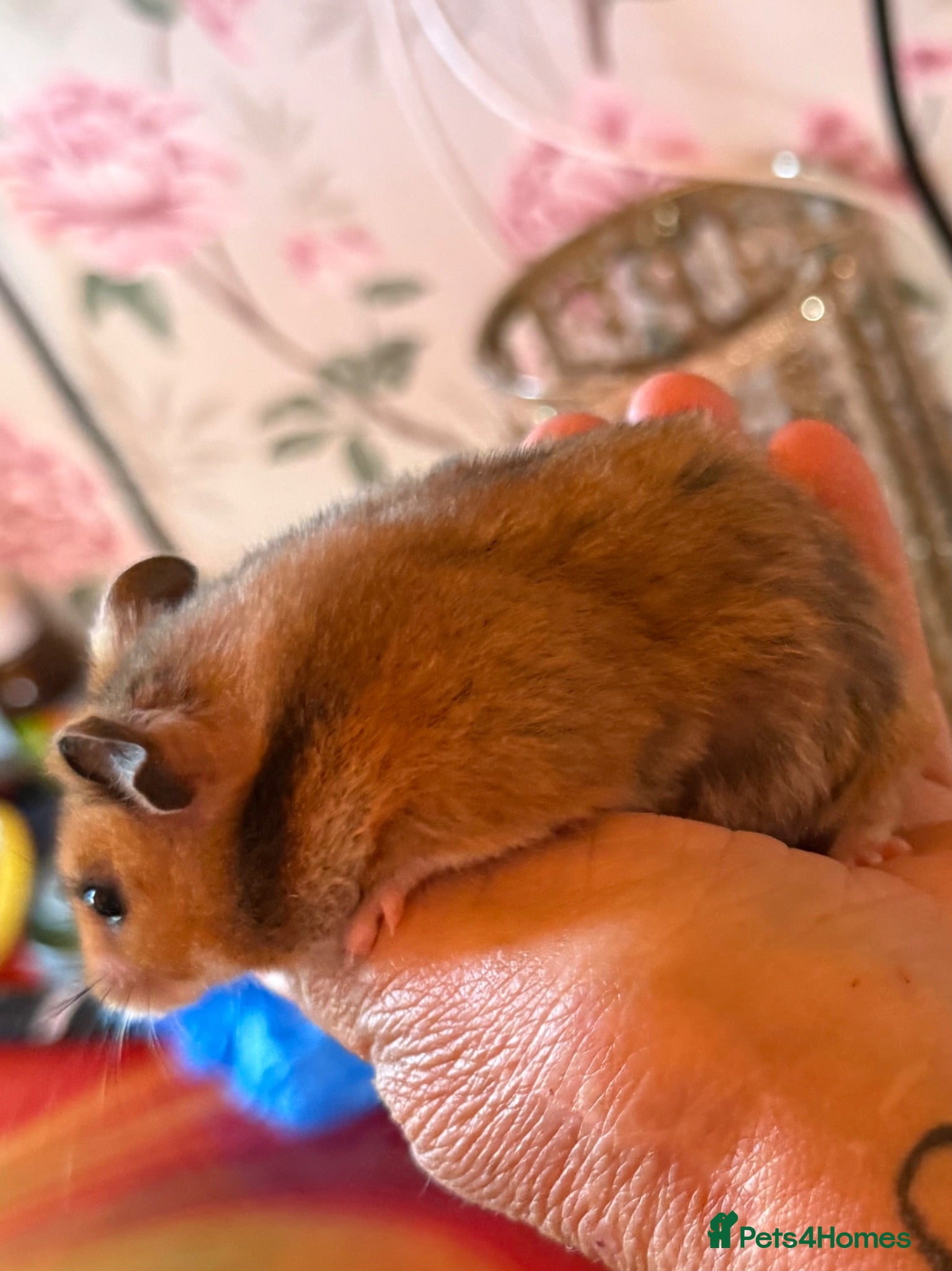 Hamster rodents Cage and Tame hamsters ONE BOY & 2 GIRL LEFT NOW - Advert 5