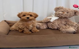 Maltipoo dogs for sale: Beautiful Best Friends Maltipoo toy puppies - Image 6