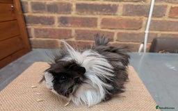 Guinea Pig rodents for sale: Longhaired Guinea Pigs- 2 sows, 1 boar - Image 6