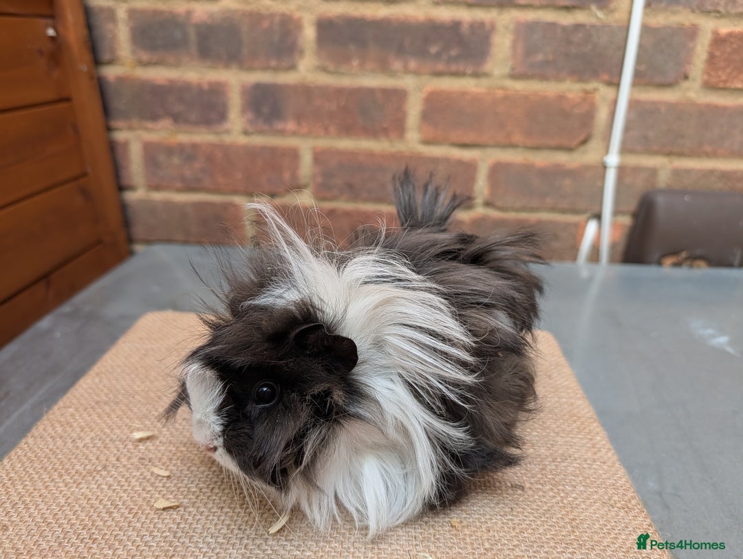 Guinea Pig rodents for sale: Longhaired Guinea Pigs- 2 sows, 1 boar - Image 6