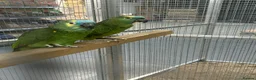 Parrots birds for sale: Hand Reared Blue Fronted Amazons  - Advert 3