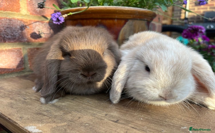 Mini Lop rabbits - Advert 12