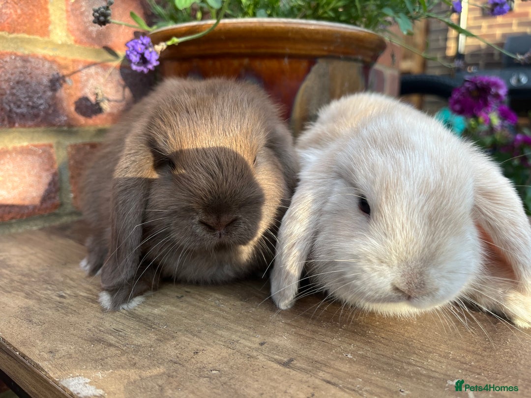 Mini Lop rabbits for sale: Two mini lop males for rehoming RTL 19.08 - Image 1