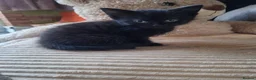 Mixed Breed cats for sale: Very nice kittens:3 boys and 3 girls - Advert 15