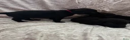 Labrador Retriever dogs for sale: Stunning Labrador pups - Advert 11