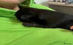 Mixed Breed dogs for sale: jackhuahua Pups - Image 18