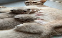 British Shorthair cats for sale: British shorthair Kittens - Image 10