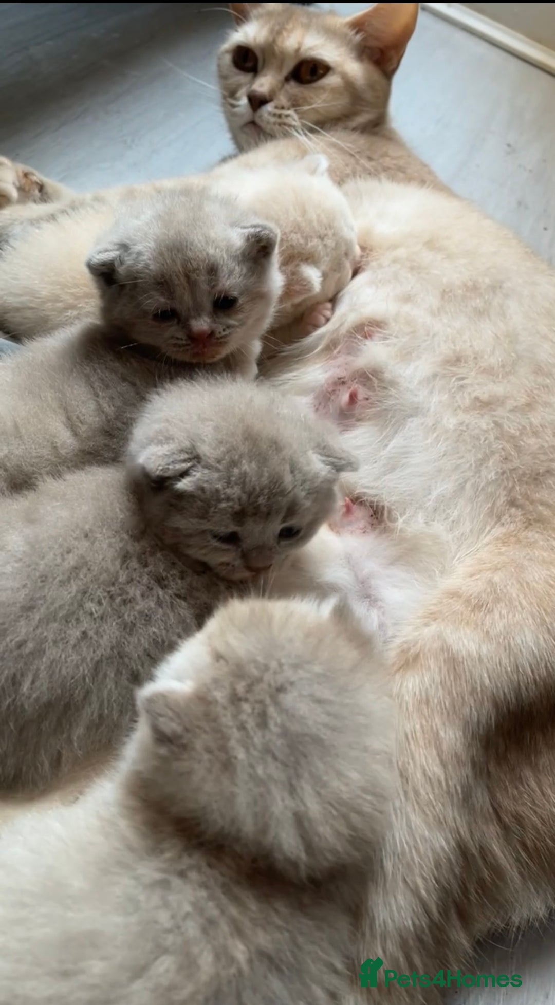 British Shorthair cats for sale: British shorthair Kittens - Image 10