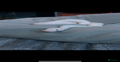 Python Snake reptiles ivory blue eyes lucy and full set up  - Advert 3