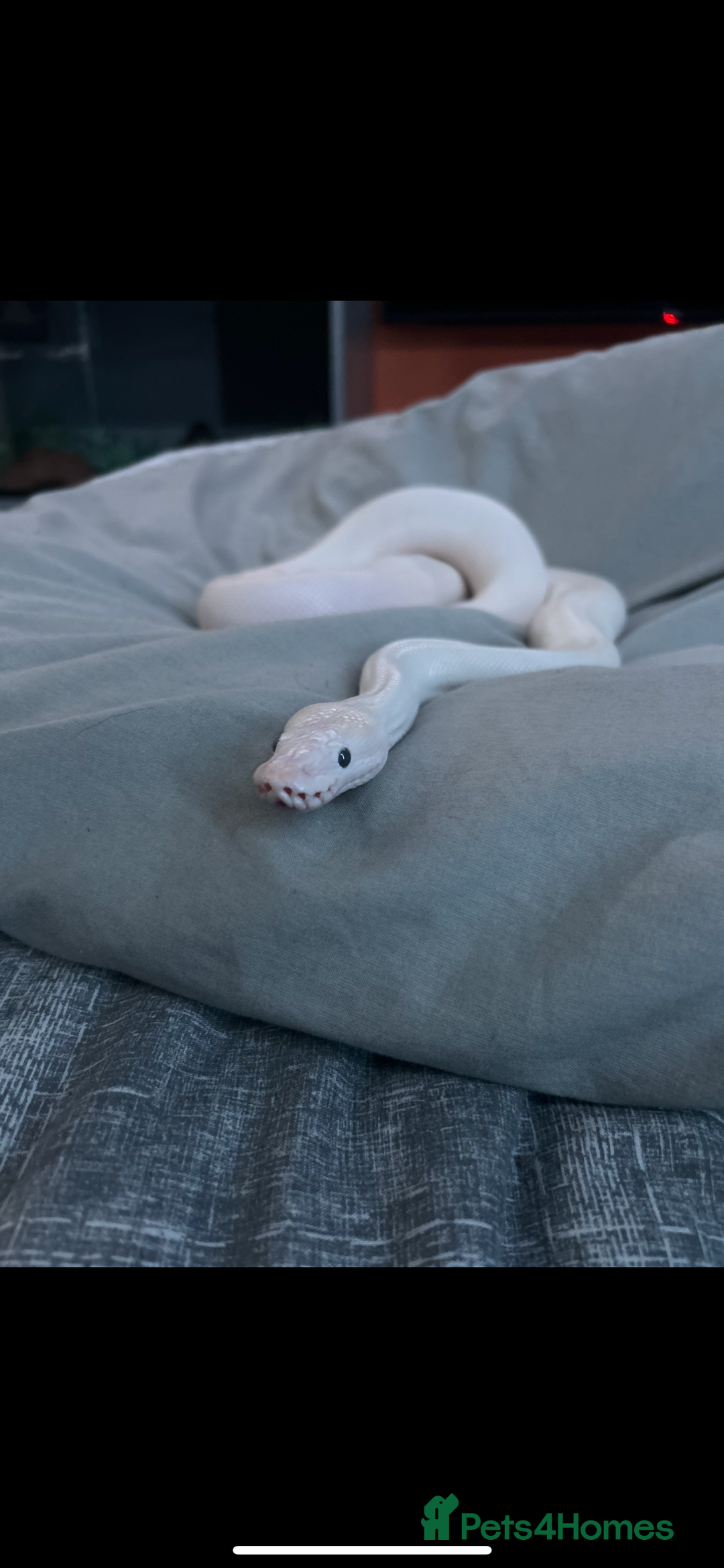 Python Snake reptiles for sale: ivory blue eyes lucy and full set up  - Advert 3