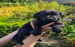 Labrador Retriever dogs for sale: Labrador puppies  - Image 13