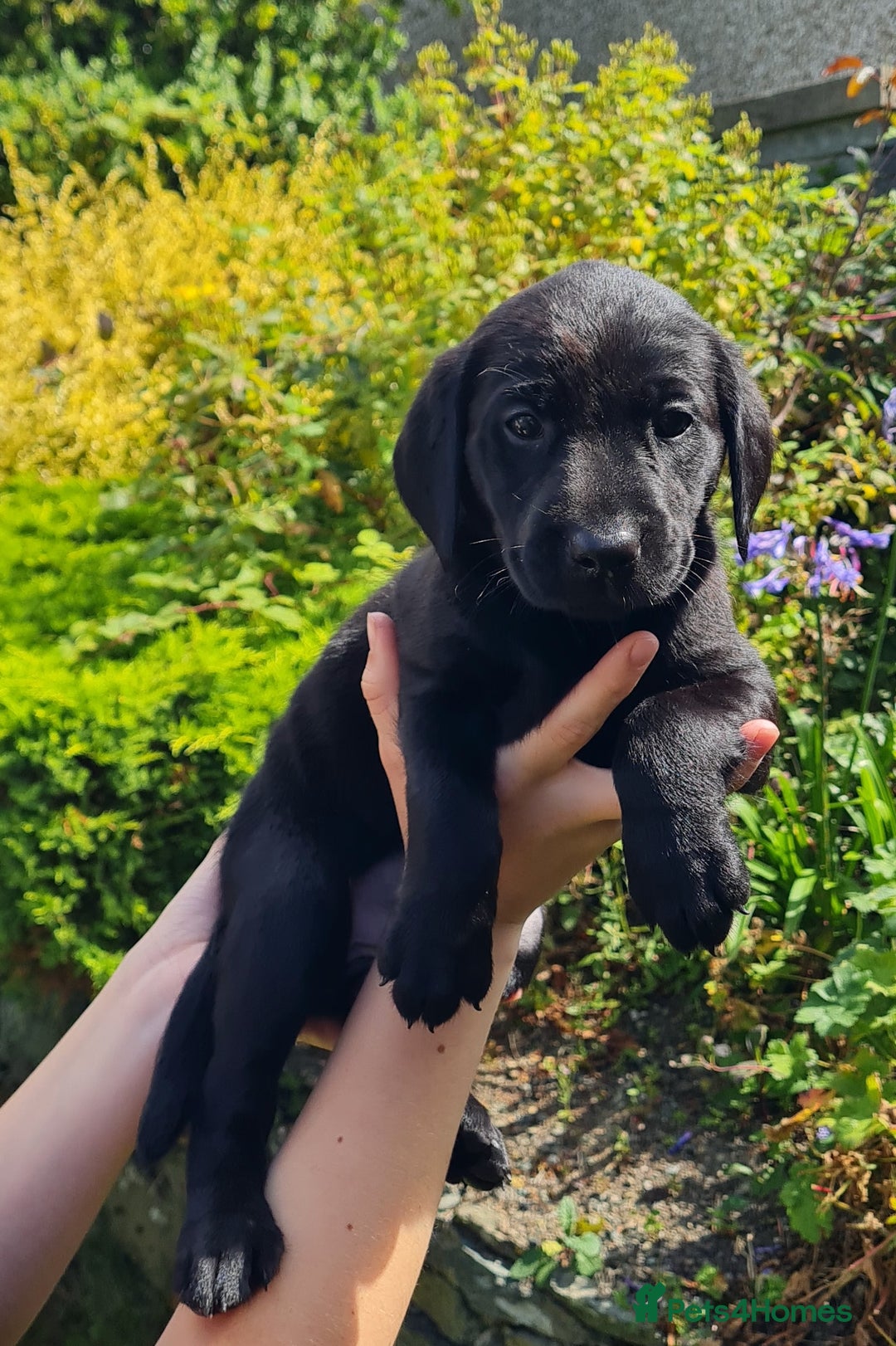 Labrador Retriever dogs for sale: Labrador puppies  - Image 13