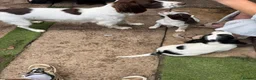 English Springer Spaniel dogs for sale: Engilish springer spaniel puppies  - Advert 32