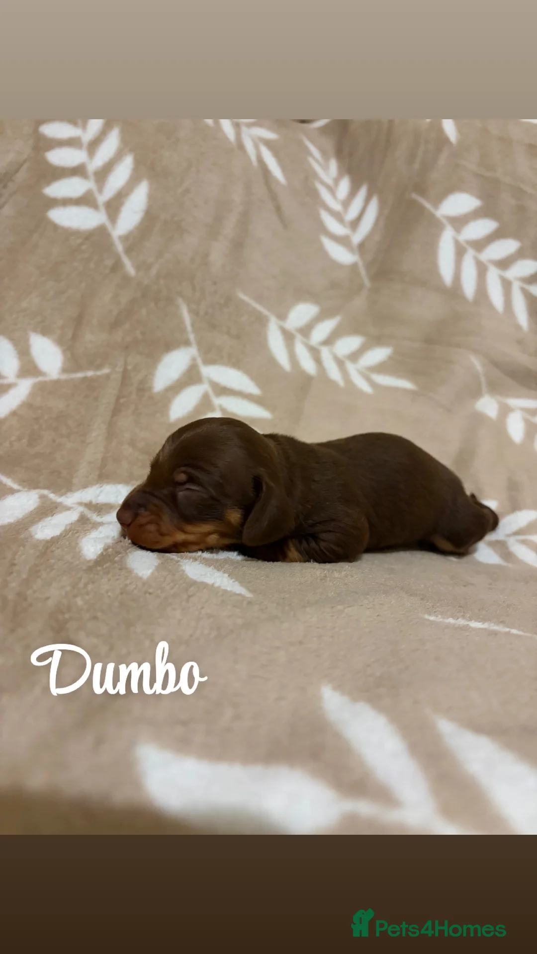 Miniature Dachshund dogs for sale: Miniature Dachshund KC REG PRA Clear   - Advert 2