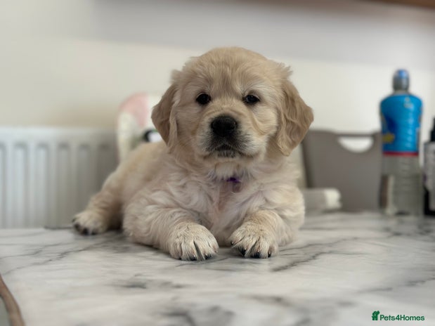 Golden Retriever dogs - Advert 1