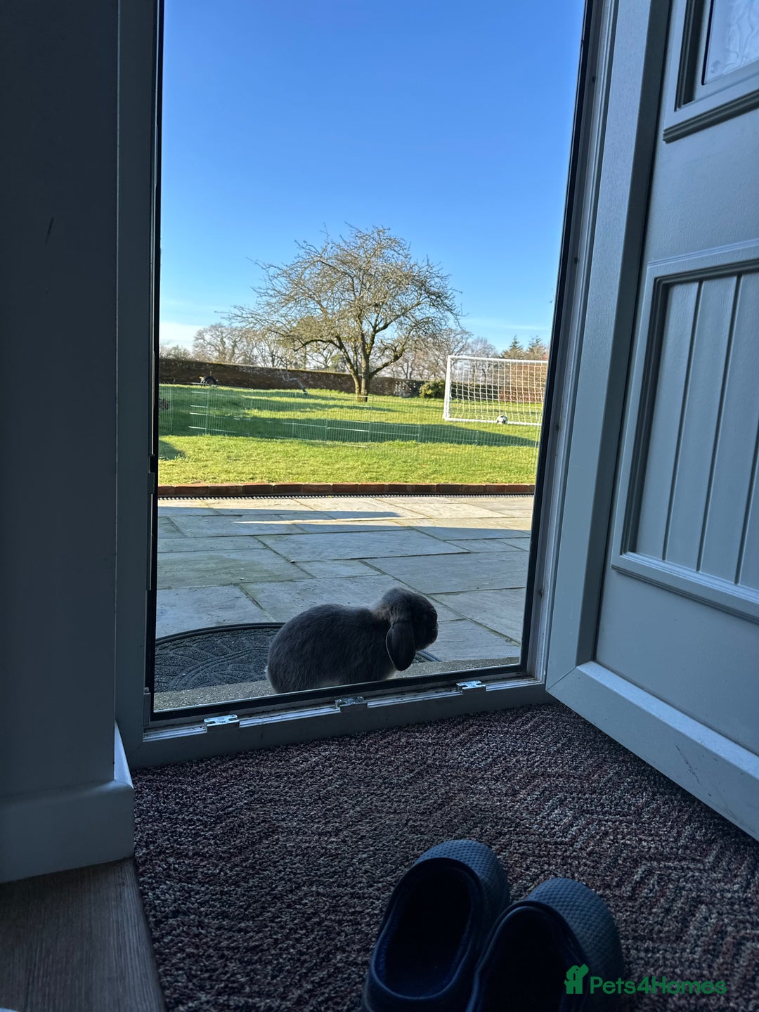 Mini Lop rabbits for sale: 🖤🩶🤎 Gorgeous Pure Bred Mini Lops 🖤🩶🤎 - Advert 23