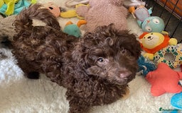 Cockapoo dogs for sale: Gorgeous F2 Cockapoos - Image 4