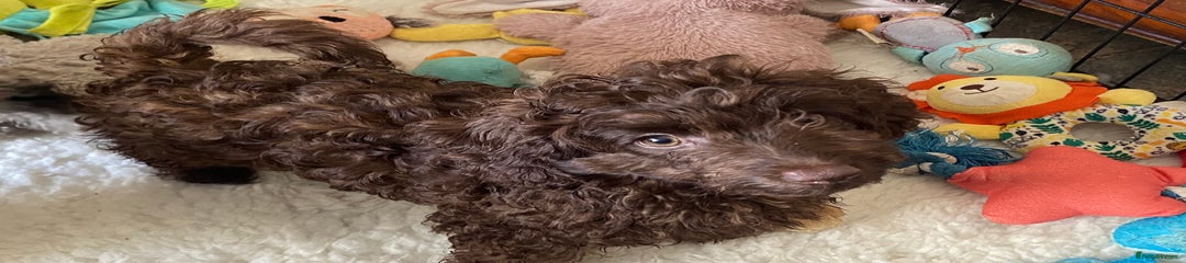 Cockapoo Puppy 1