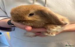 Mini Lop rabbits for sale: Mini lop bunnies  - Image 12
