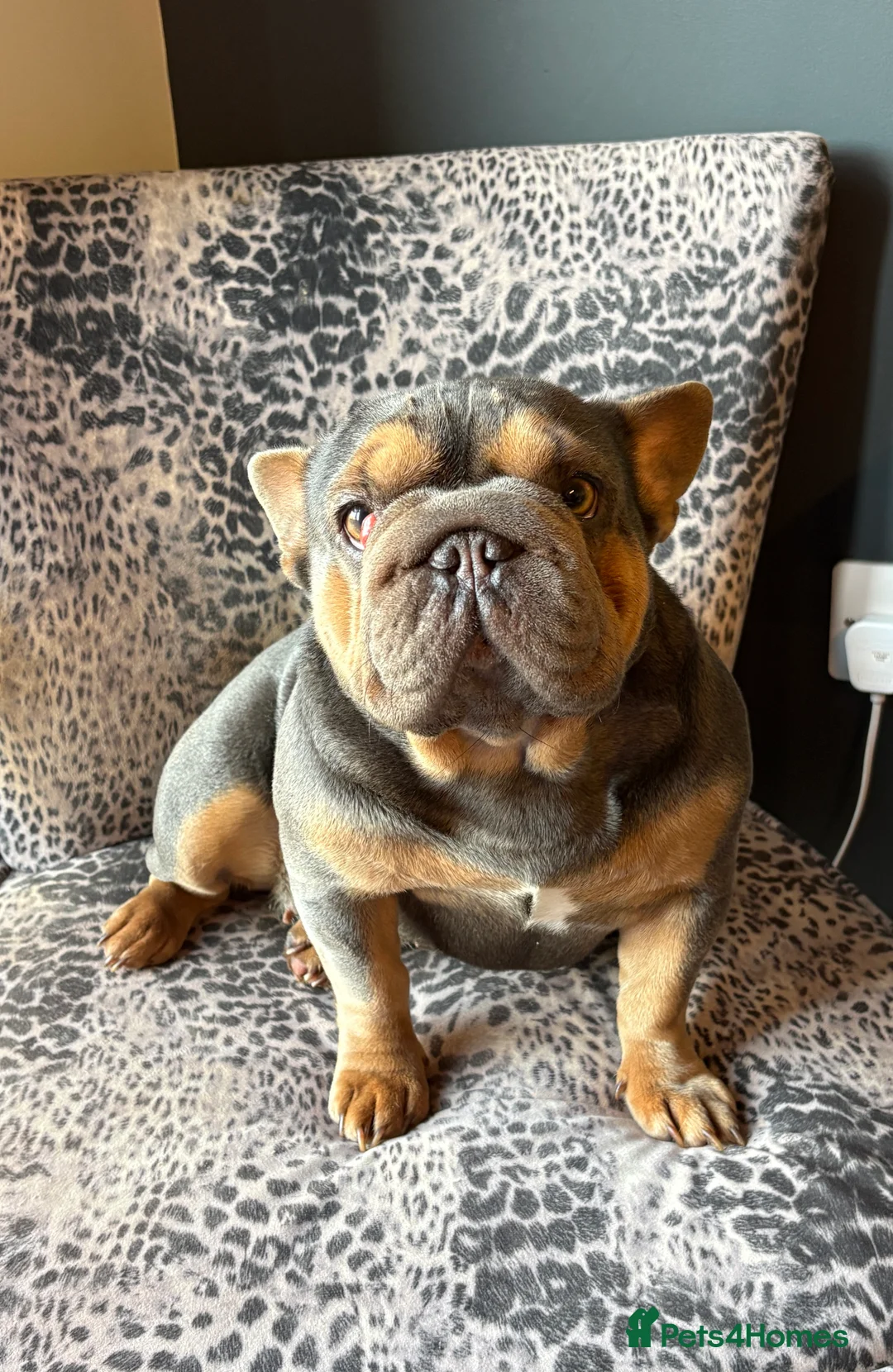 French Bulldog dogs for sale: 2 year old blue & tan KC reg girl - Advert 1