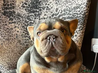 French Bulldog dogs 2 year old blue & tan KC reg girl - Advert 4