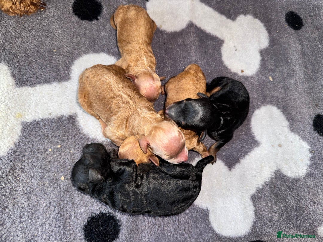 Toy Poodle dogs for sale: Rare parti/phantom/silver Kc Toy Poodle Puppies - Image 1